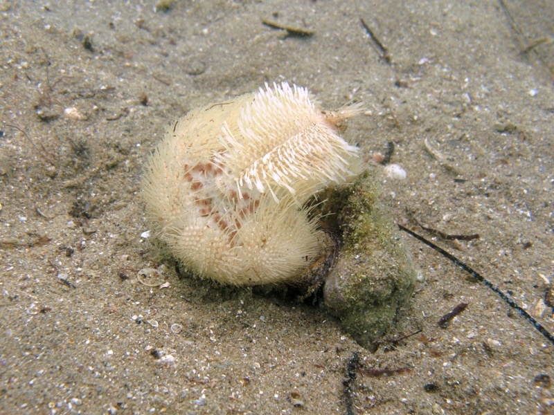 Hexaplex trunculus preda un Echinocardium sp.